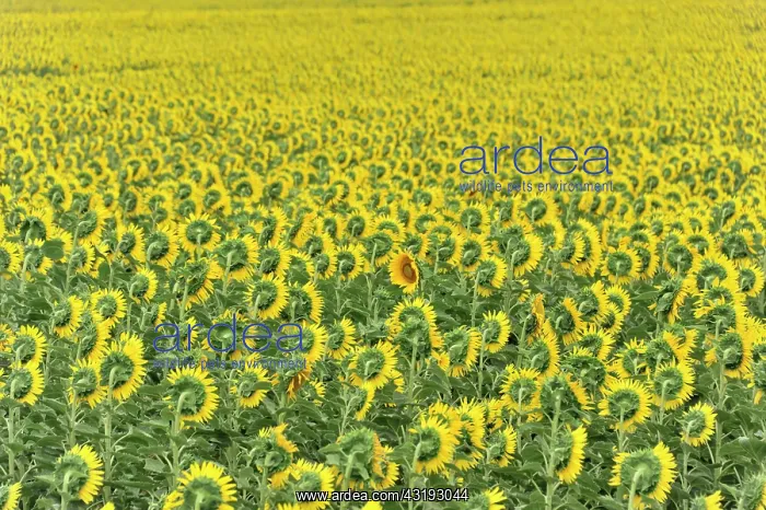 : Sunflower field, sunflowers (Helianthus annuus) : Sunflower field, sunflowers (Helianthus annuus)