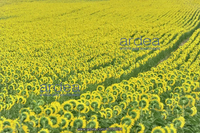 : Sunflower field, sunflowers (Helianthus annuus) : Sunflower field, sunflowers (Helianthus annuus)