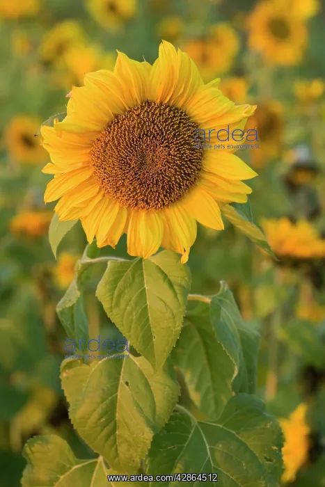 : Sunflower - a field of sunflowers with one single : Sunflower - a field of sunflowers with one single