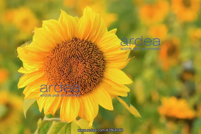 : Sunflower - a field of sunflowers with one single : Sunflower - a field of sunflowers with one single