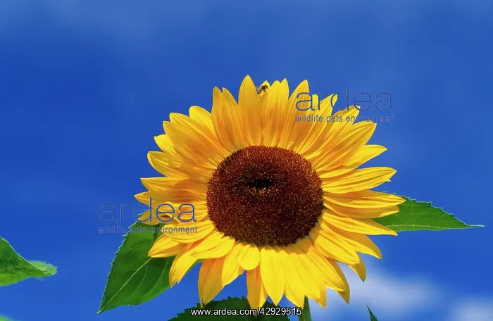 : Sunflower - with fly on top