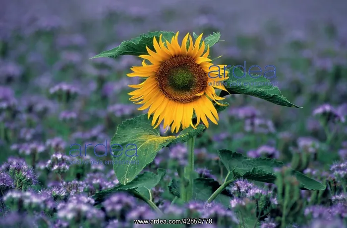 : Sunflower - France : Sunflower - France
