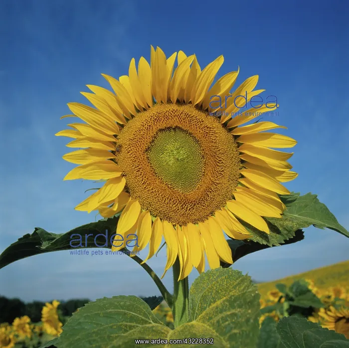 : Sunflower (Helianthus annuus) : Sunflower (Helianthus annuus)