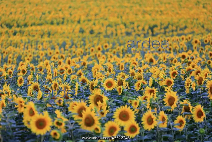 : Sunflower (Helianthus annuus), agricultural plant : Sunflower (Helianthus annuus), agricultural plant