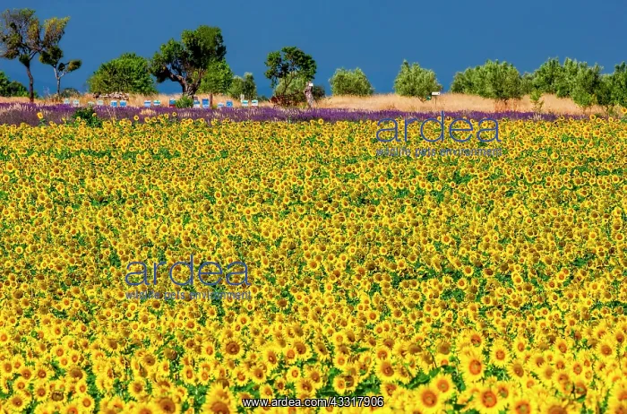 : Sunflower (Helianthus annuus) on a background of : Sunflower (Helianthus annuus) on a background of
