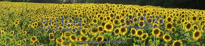 : Sunflower (Helianthus annuus) in the backlight o : Sunflower (Helianthus annuus) in the backlight o