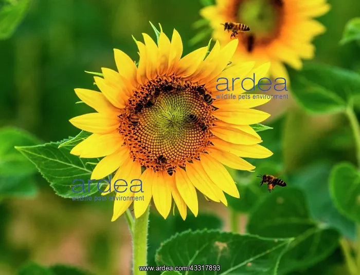 : Sunflower (Helianthus annuus) close-up with bees : Sunflower (Helianthus annuus) close-up with bees