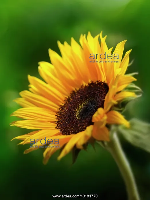 : Sunflower, Helianthus annuus, Close side view showing : Sunflower, Helianthus annuus, Close side view showing