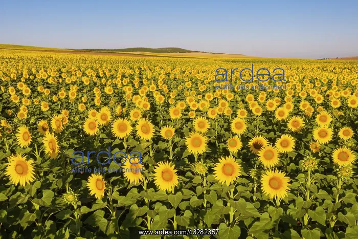 : Sunflower (Helianthus annuus) cultivations in the : Sunflower (Helianthus annuus) cultivations in the