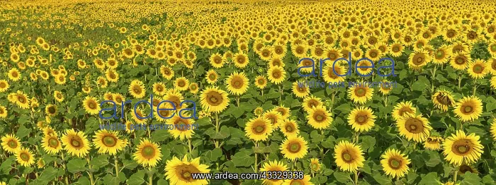 : Sunflower (Helianthus annuus) field, Franconia : Sunflower (Helianthus annuus) field, Franconia