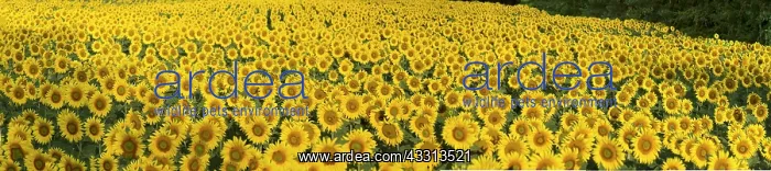: Sunflower (Helianthus annuus) field in the morni : Sunflower (Helianthus annuus) field in the morni