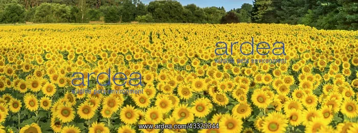 : Sunflower (Helianthus annuus) field in the morni : Sunflower (Helianthus annuus) field in the morni