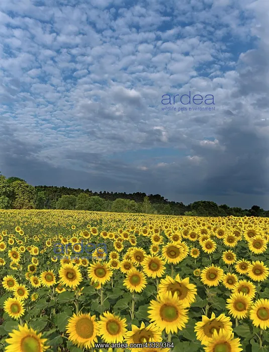 : Sunflower (Helianthus annuus) field in the morni : Sunflower (Helianthus annuus) field in the morni