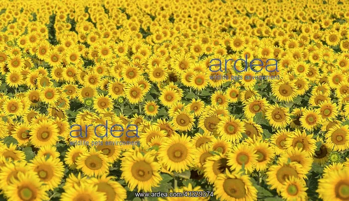 : Sunflower (Helianthus annuus) field in the morni : Sunflower (Helianthus annuus) field in the morni