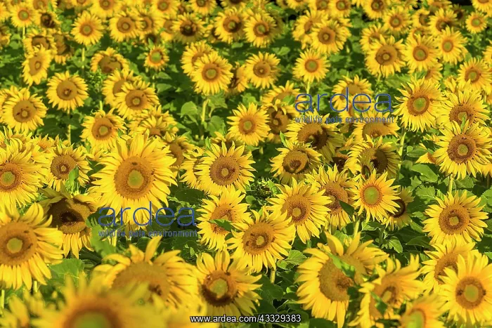 : Sunflower (Helianthus annuus) field in the morni : Sunflower (Helianthus annuus) field in the morni