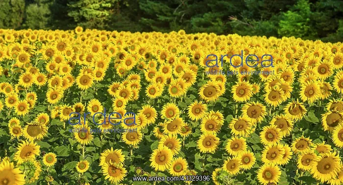 : Sunflower (Helianthus annuus) field in the morni : Sunflower (Helianthus annuus) field in the morni