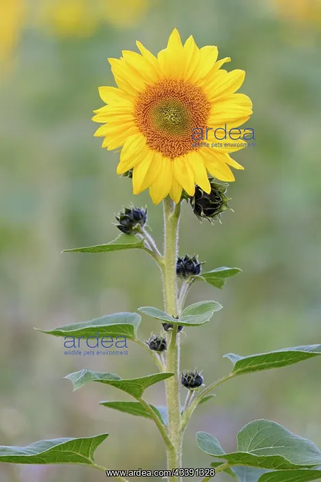 : Sunflower (Helianthus annuus) at flowering time : Sunflower (Helianthus annuus) at flowering time