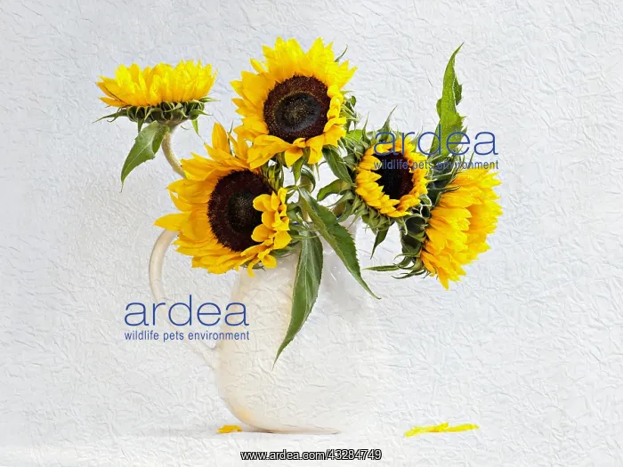 : Sunflower, Helianthus annuus in jug vase. Artistic : Sunflower, Helianthus annuus in jug vase. Artistic