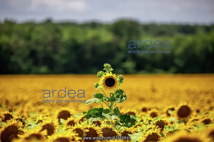 : Sunflower (Helianthus annuus) in sunflower field : Sunflower (Helianthus annuus) in sunflower field