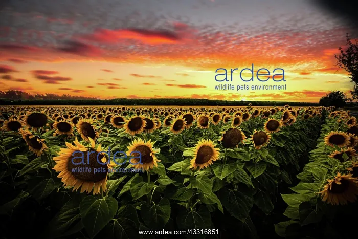 : Sunflower (Helianthus annuus) in sunflower field : Sunflower (Helianthus annuus) in sunflower field