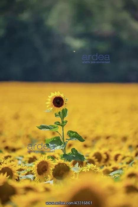 : Sunflower (Helianthus annuus) in sunflower field : Sunflower (Helianthus annuus) in sunflower field