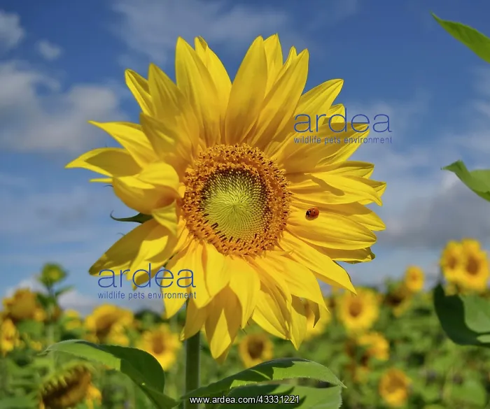 : Sunflower (Helianthus annuus) Sunflower field, ladybird : Sunflower (Helianthus annuus) Sunflower field, ladybird