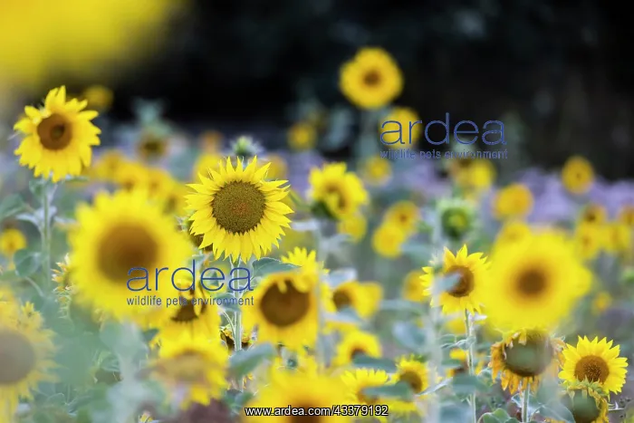 : Sunflower (Helianthus annuus), sunflower field : Sunflower (Helianthus annuus), sunflower field