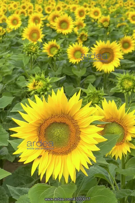 : Sunflower (Helianthus annuus) Sunlight, blossom : Sunflower (Helianthus annuus) Sunlight, blossom