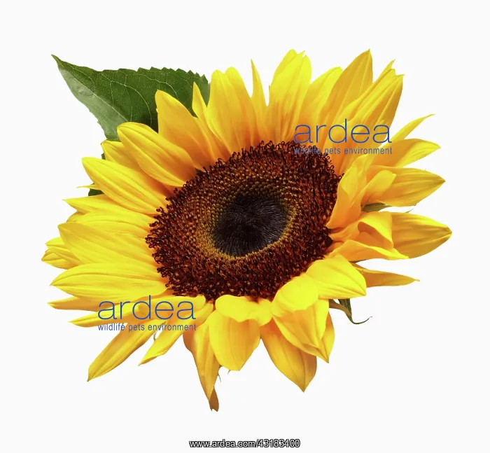 : Sunflower, Helianthus annuus, Front view of single : Sunflower, Helianthus annuus, Front view of single