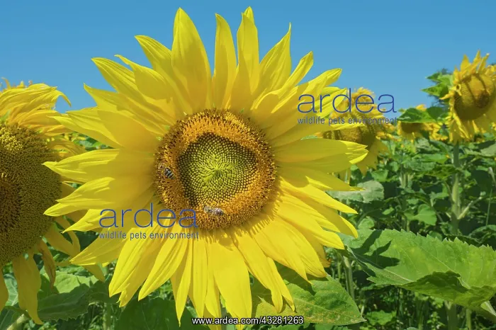 : Sunflower (Helianthus annuus) with western (Apis : Sunflower (Helianthus annuus) with western (Apis
