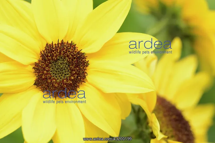 : Sunflower, Helianthus annuus, Yellow subject : Sunflower, Helianthus annuus, Yellow subject