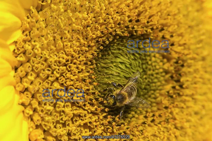 : Sunflower, Helianthus cultivar, Yellow subject : Sunflower, Helianthus cultivar, Yellow subject