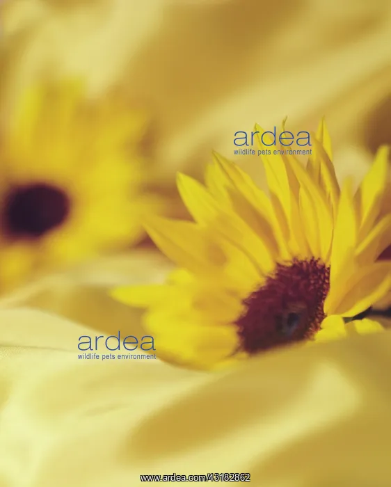 : Sunflower, Helianthus, Side view of two flowerheads : Sunflower, Helianthus, Side view of two flowerheads