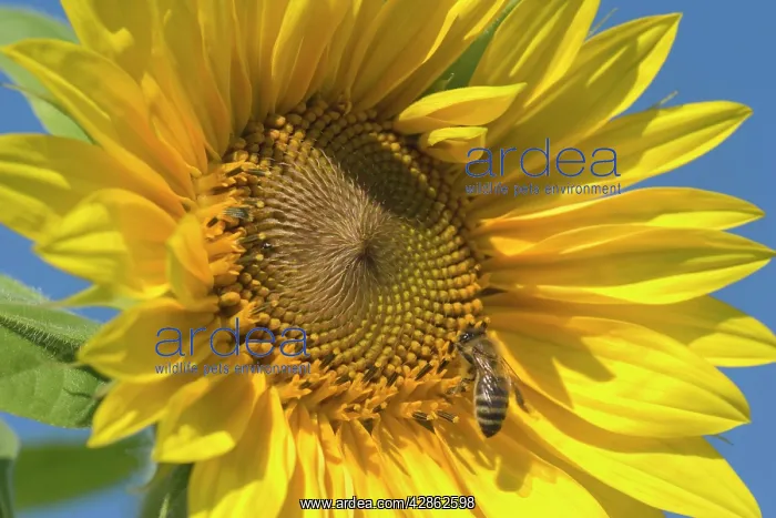 : Sunflower - a honeybee (apis mellifera) gathers : Sunflower - a honeybee (apis mellifera) gathers