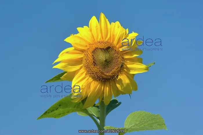: Sunflower - two honeybees (apis mellifera) gather : Sunflower - two honeybees (apis mellifera) gather