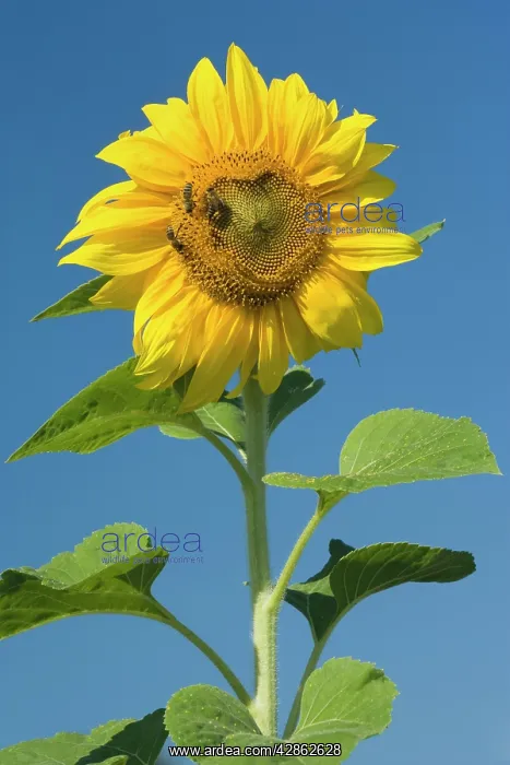: Sunflower - two honeybees (apis mellifera) gather : Sunflower - two honeybees (apis mellifera) gather