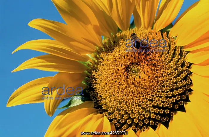 : Sunflower with insect : Sunflower with insect