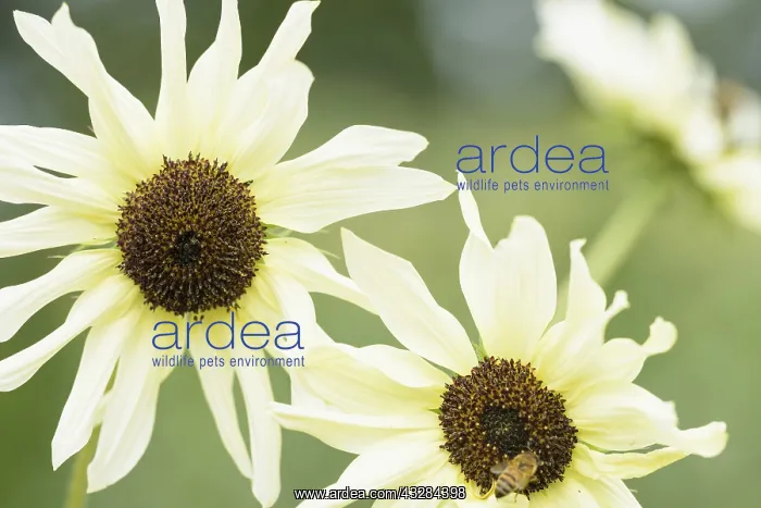 : Sunflower Italian White, Helianthus annuus Italian : Sunflower Italian White, Helianthus annuus Italian