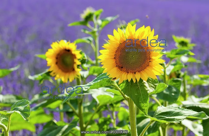 : Sunflower and Lavender (lavandin) fields, Valensole : Sunflower and Lavender (lavandin) fields, Valensole