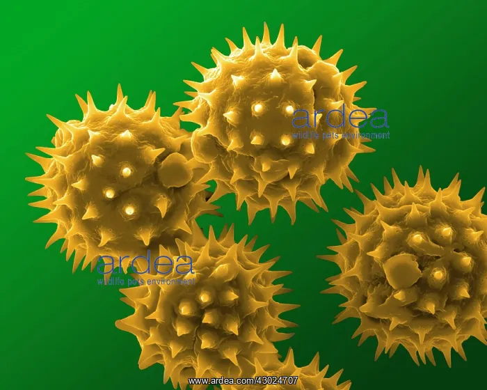 : Sunflower Pollen : Sunflower Pollen