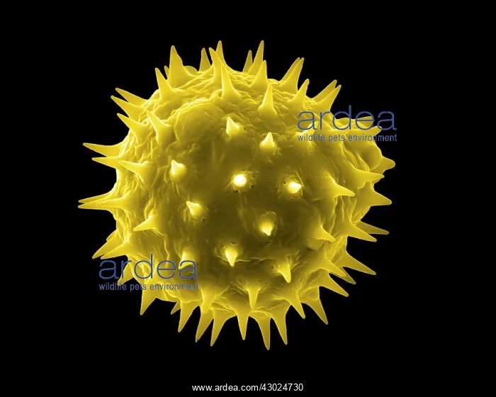 : Sunflower Pollen : Sunflower Pollen