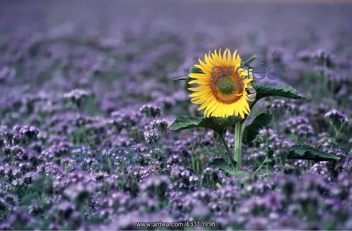 : SUNFLOWER - In purple flowerfield : SUNFLOWER - In purple flowerfield