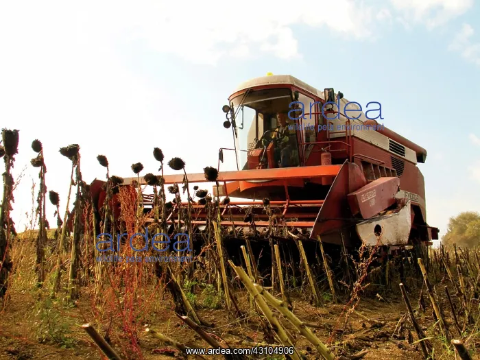 : Sunflower Seed Harvest : Sunflower Seed Harvest