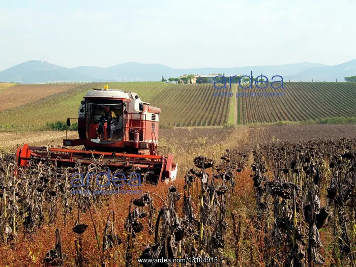 : Sunflower Seed Harvest : Sunflower Seed Harvest