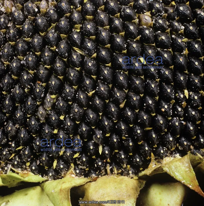 : Sunflower seedhead : Sunflower seedhead