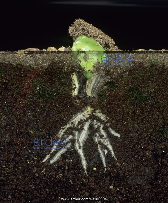 : Sunflower seedling : Sunflower seedling