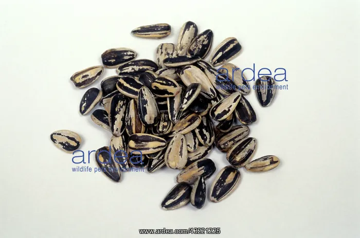 : Sunflower seeds : Sunflower seeds