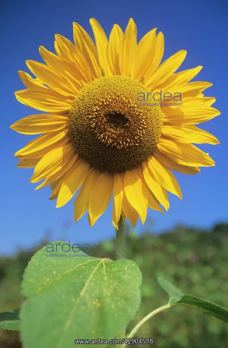 : SUNFLOWER - Seeds in ripened flower head : SUNFLOWER - Seeds in ripened flower head