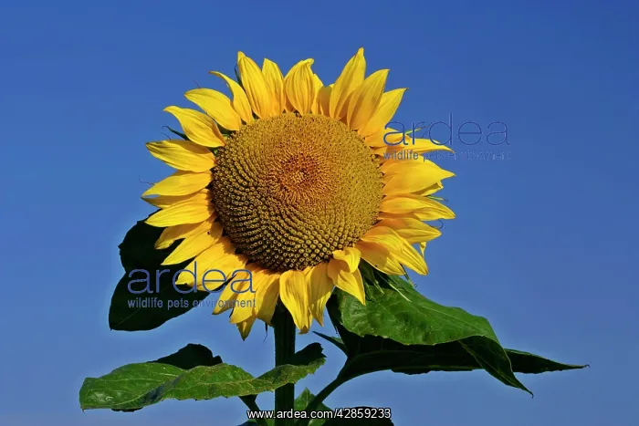 : Sunflower - single flower against blue sky : Sunflower - single flower against blue sky