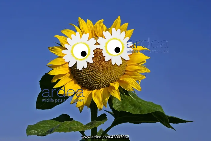 : Sunflower, single flower against blue sky with : Sunflower, single flower against blue sky with